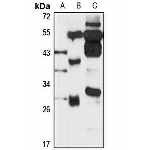 PPAPDC3 Rabbit Polyclonal Antibody