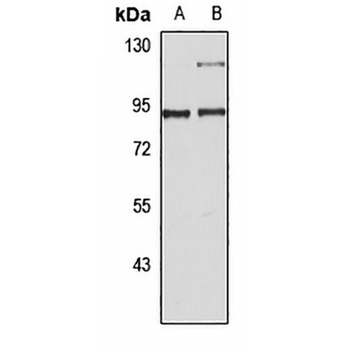 PGC1 alpha Rabbit Polyclonal Antibody