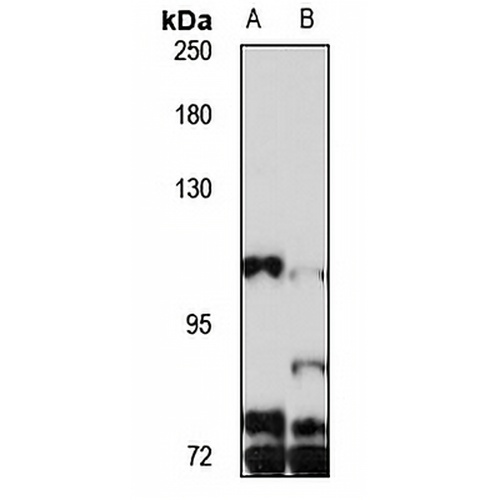 PGC-1-beta Rabbit Polyclonal Antibody