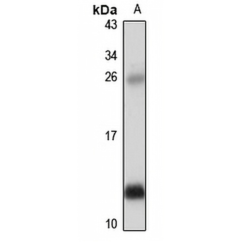 CXCL7 Rabbit Polyclonal Antibody