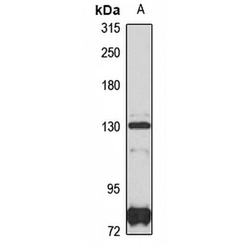 Liprin-alpha-3 Rabbit Polyclonal Antibody