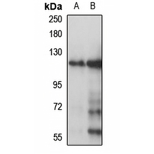 CYP Rabbit Polyclonal Antibody