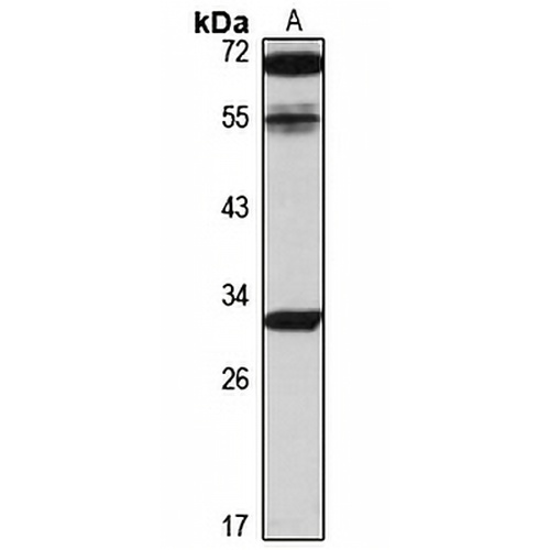 PP2C-eta Rabbit Polyclonal Antibody
