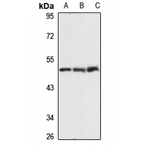 PPME1 Rabbit Polyclonal Antibody