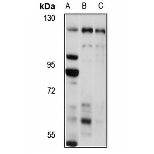 Spinophilin Rabbit Polyclonal Antibody
