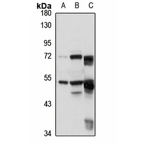 PPP2R5E Rabbit Polyclonal Antibody