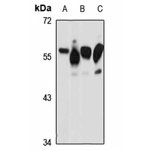 PP5 Rabbit Polyclonal Antibody