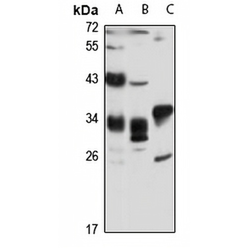 PP6 Rabbit Polyclonal Antibody