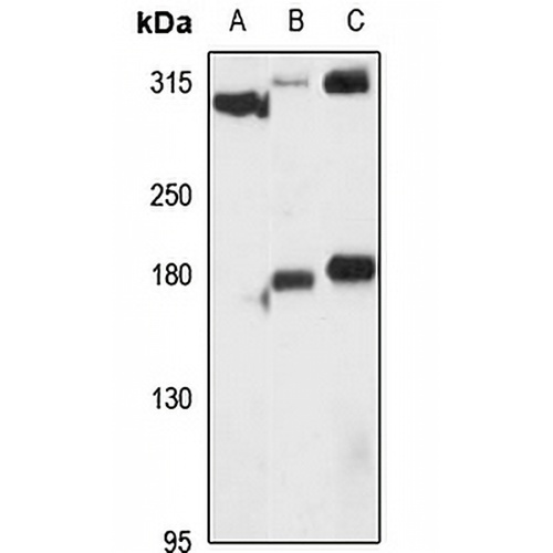 PRDM2 Rabbit Polyclonal Antibody