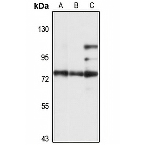 PREPL Rabbit Polyclonal Antibody