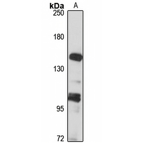 Lubricin Rabbit Polyclonal Antibody