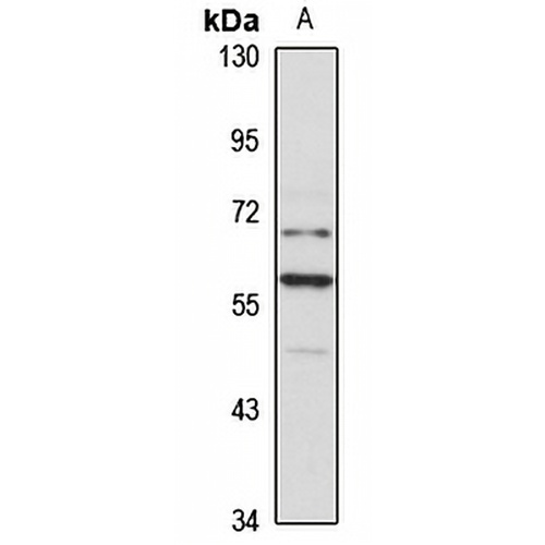 PRIM2A Rabbit Polyclonal Antibody