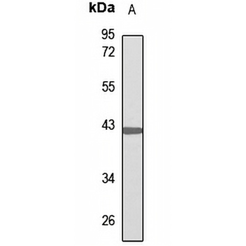 PKA C alpha Rabbit Polyclonal Antibody