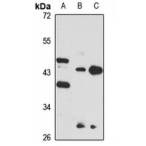 PRMT1 Rabbit Polyclonal Antibody