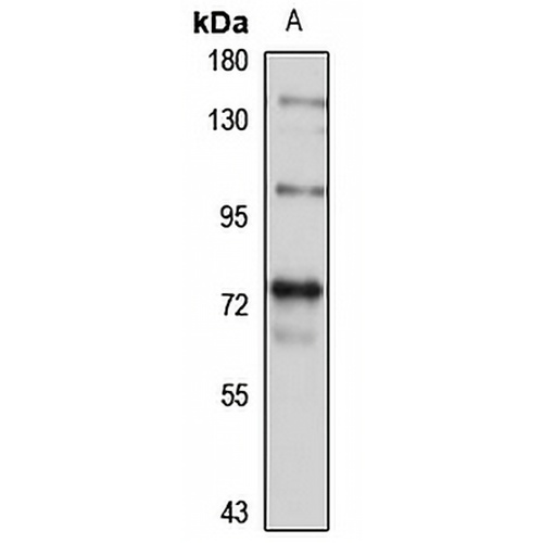 PRMT9 Rabbit Polyclonal Antibody