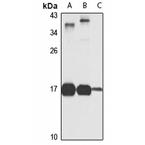 Prokineticin-2 Rabbit Polyclonal Antibody