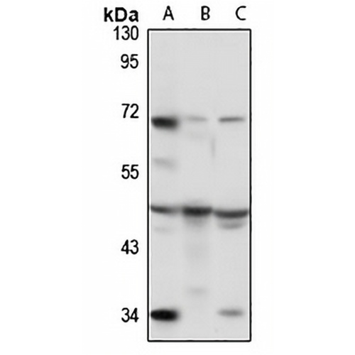 Protein Z Rabbit Polyclonal Antibody