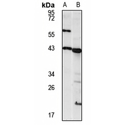 PRPSAP1 Rabbit Polyclonal Antibody