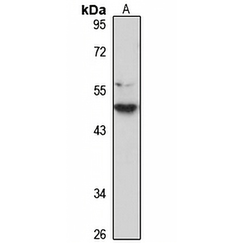 PRR11 Rabbit Polyclonal Antibody
