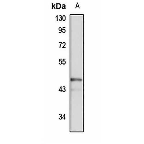 PRR5 Rabbit Polyclonal Antibody