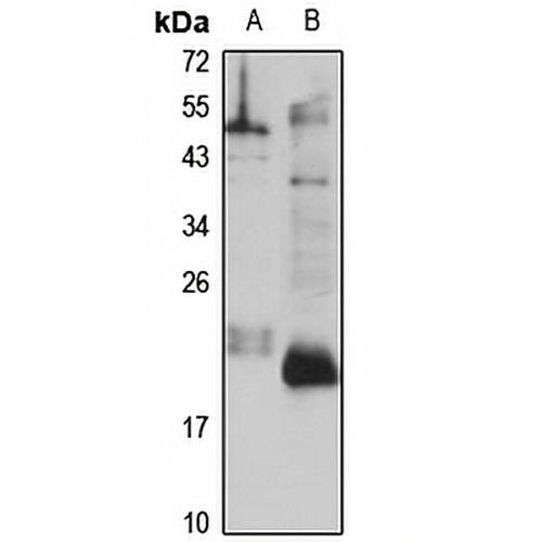 PRRG2 Rabbit Polyclonal Antibody