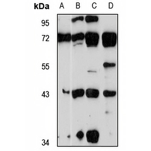 PRSS23 Rabbit Polyclonal Antibody