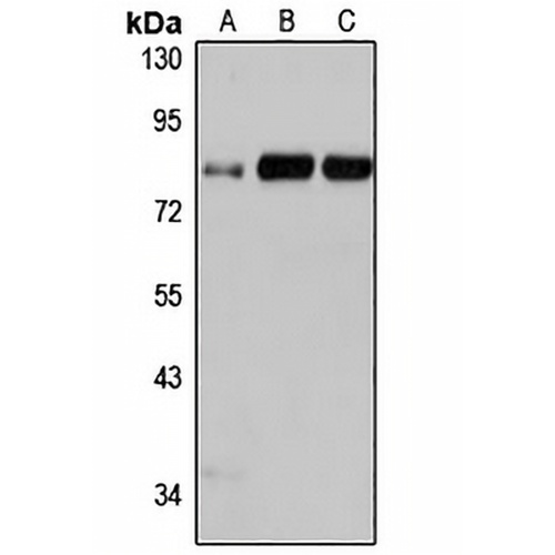 PSD2 Rabbit Polyclonal Antibody