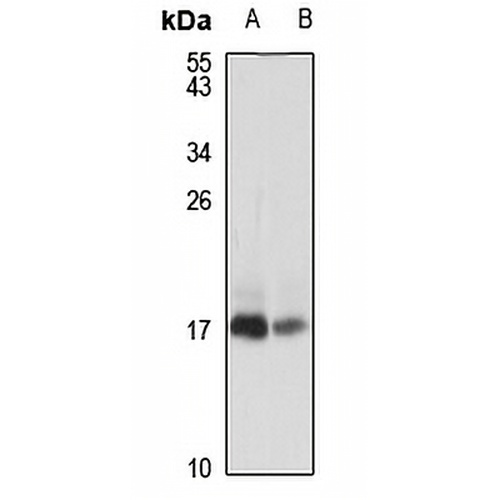 PEN-2 Rabbit Polyclonal Antibody