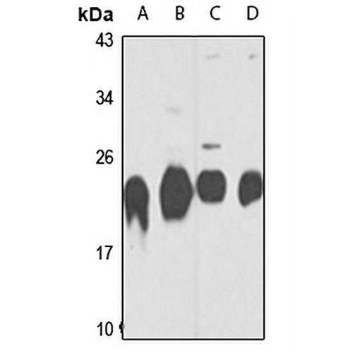PSMB3 Rabbit Polyclonal Antibody