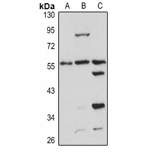 PSMC1 Rabbit Polyclonal Antibody