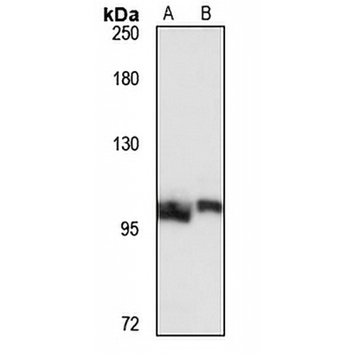 PSMD1 Rabbit Polyclonal Antibody