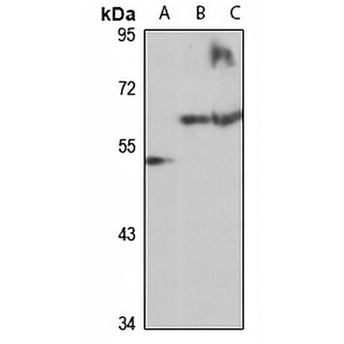 PSMD5 Rabbit Polyclonal Antibody