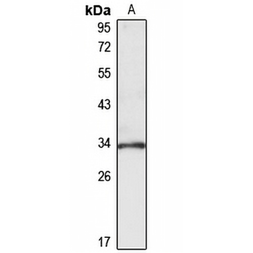 PSMG1 Rabbit Polyclonal Antibody