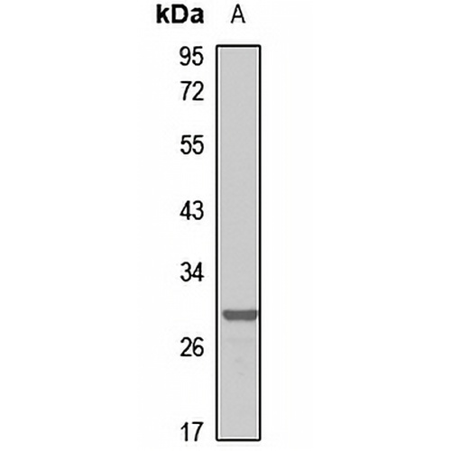 PSMG2 Rabbit Polyclonal Antibody