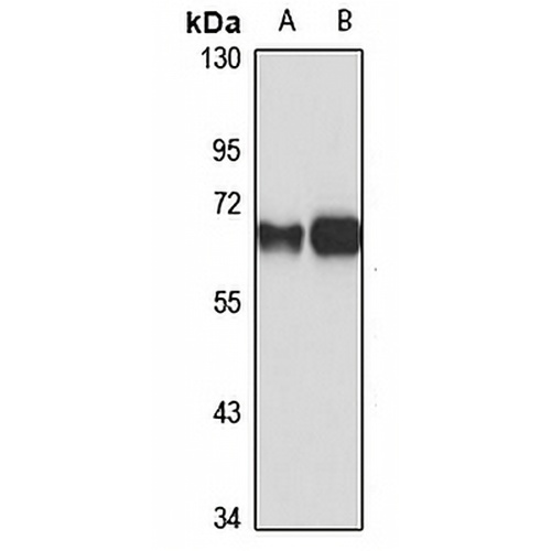 PSPC1 Rabbit Polyclonal Antibody
