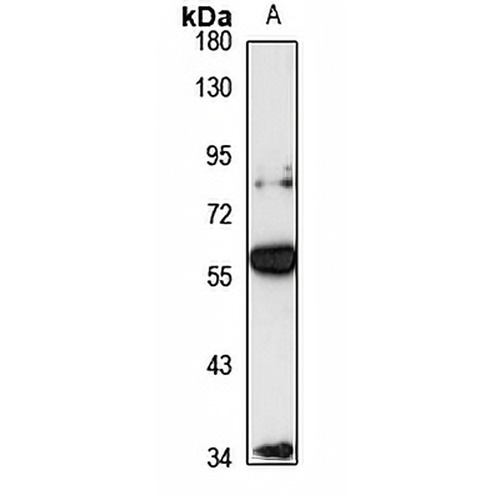 PSS-1 Rabbit Polyclonal Antibody