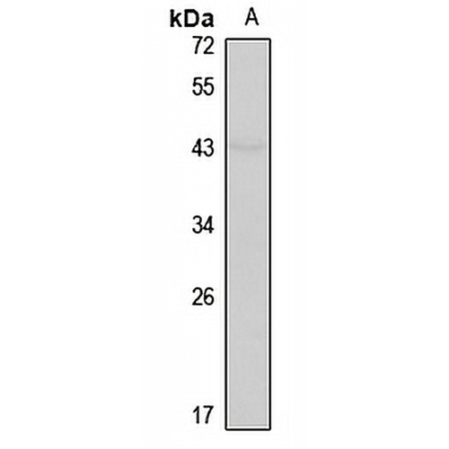 EP1 Rabbit Polyclonal Antibody