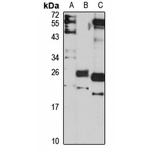 PRL1 Rabbit Polyclonal Antibody