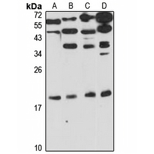 PRL2 Rabbit Polyclonal Antibody