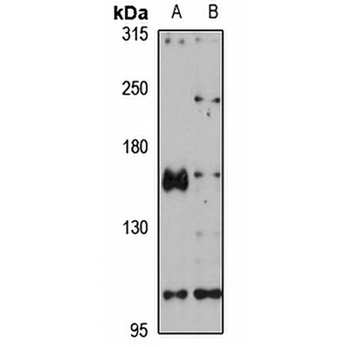 PEZ Rabbit Polyclonal Antibody