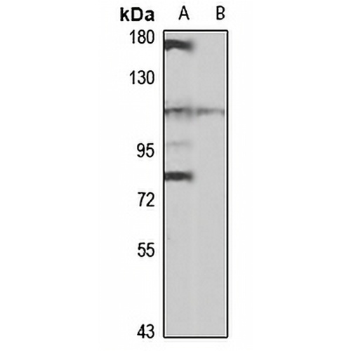 PTPase-MEG1 Rabbit Polyclonal Antibody