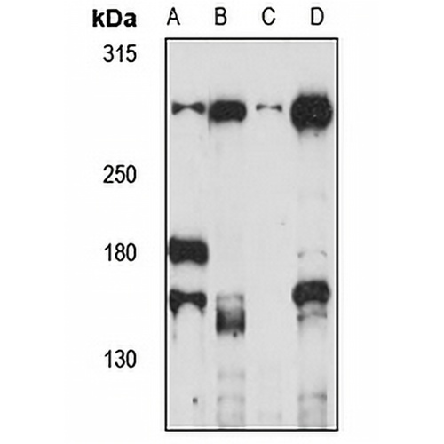 PTP delta Rabbit Polyclonal Antibody