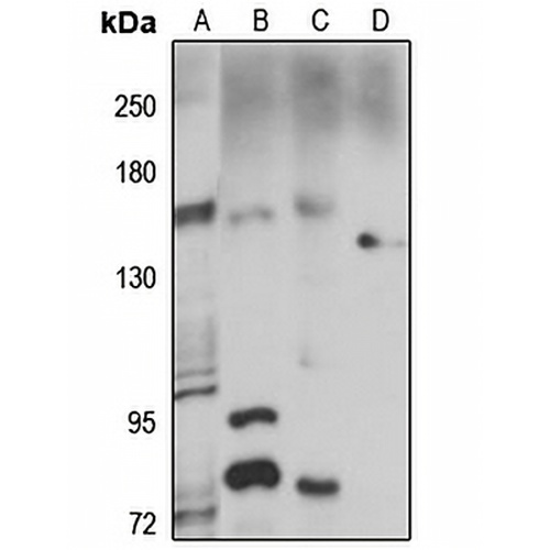 PTP gamma Rabbit Polyclonal Antibody