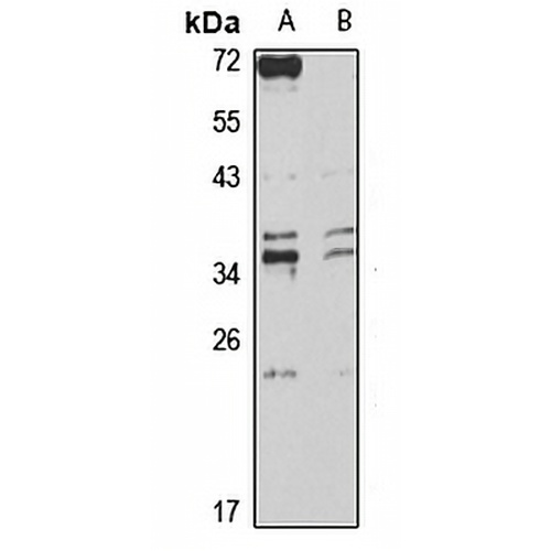 PURA Rabbit Polyclonal Antibody