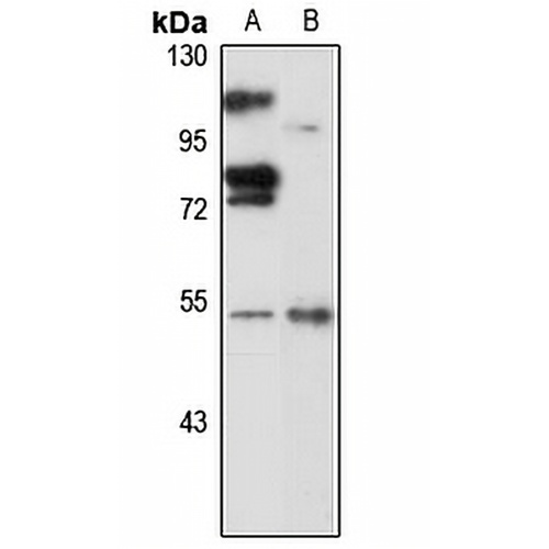 PWP1 Rabbit Polyclonal Antibody