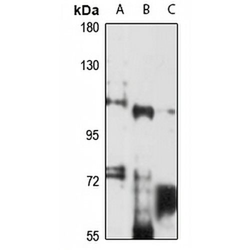 PWP2 Rabbit Polyclonal Antibody