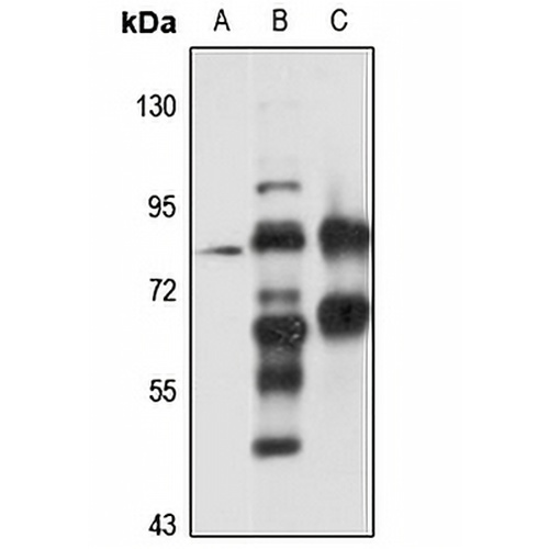 PXK Rabbit Polyclonal Antibody