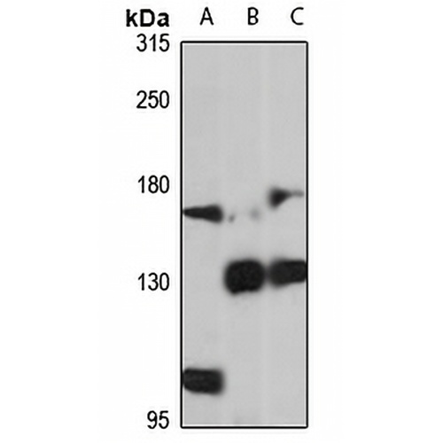PZP Rabbit Polyclonal Antibody