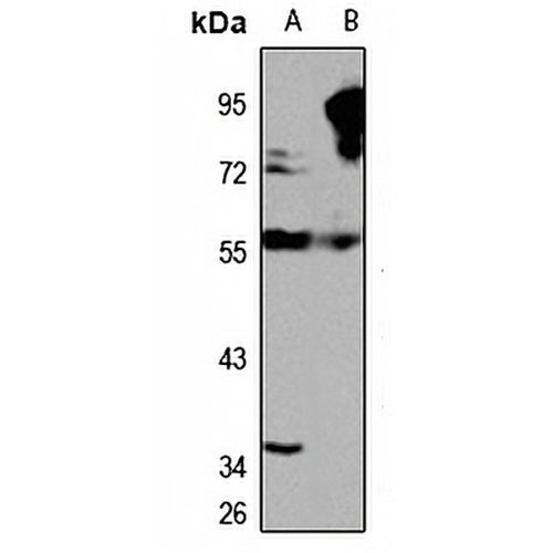 QRSL1 Rabbit Polyclonal Antibody