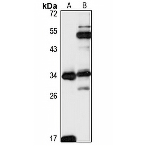 Rab 12 Rabbit Polyclonal Antibody